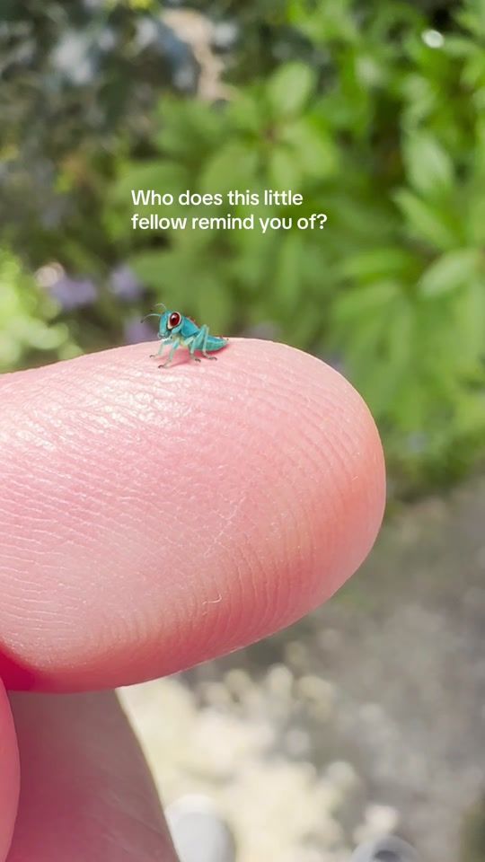 TikTok video thumbnail by arthropodaiconicus