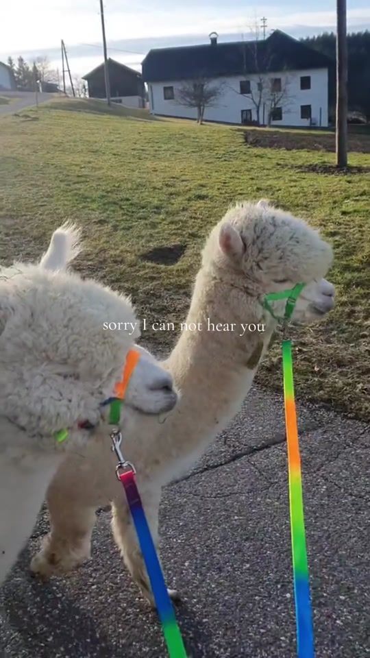 TikTok video thumbnail by alpaca_mba