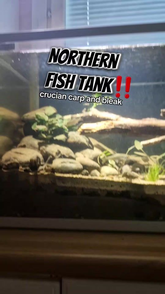 TikTok video thumbnail by bobtheperch