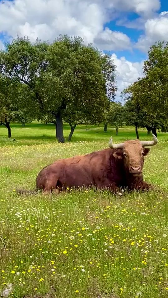 TikTok video thumbnail by toroext