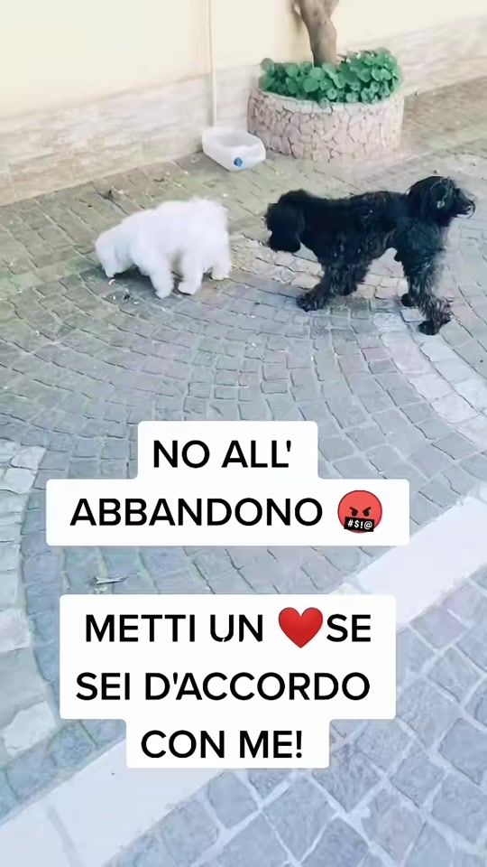 TikTok video thumbnail by maltesetoylilly