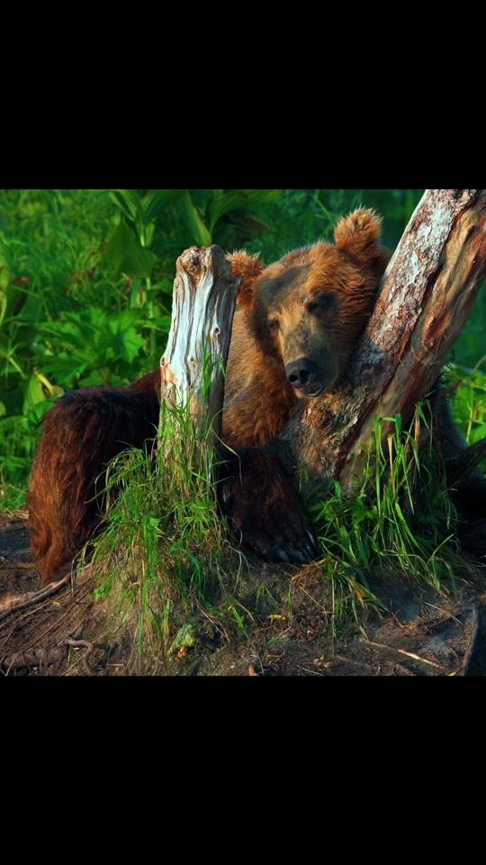 TikTok video thumbnail by lifeandnature.photo