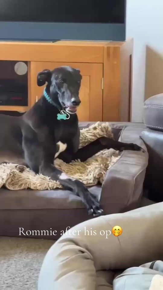 TikTok video thumbnail by goofylenny