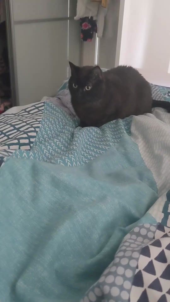 TikTok video thumbnail by shadow.the.house.panther