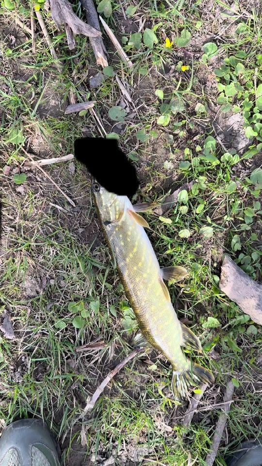 TikTok video thumbnail by fishingfromogre3