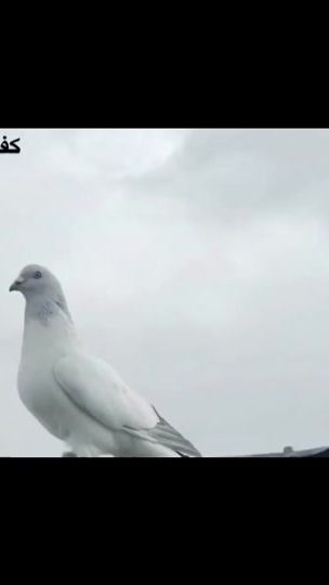 TikTok video thumbnail by shzadh4
