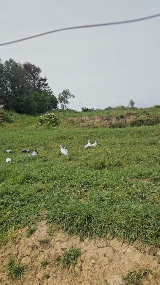 TikTok video thumbnail by mumtazaslam1