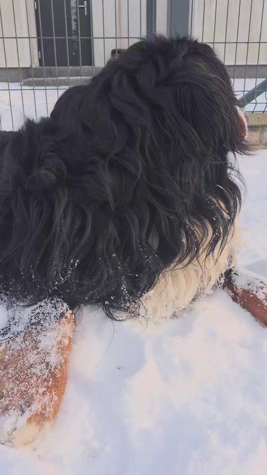 TikTok video thumbnail by bruno_oddaj_malpke