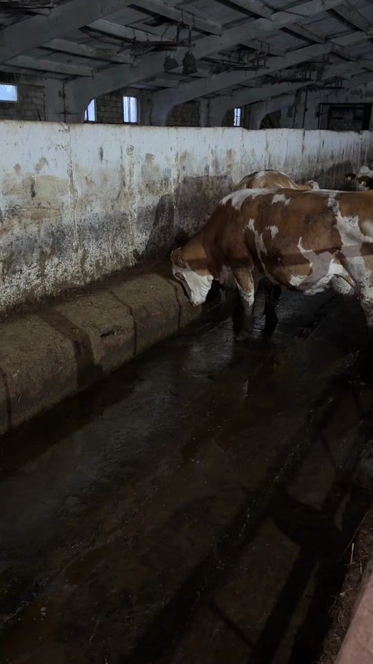 TikTok video thumbnail by simmental.lact