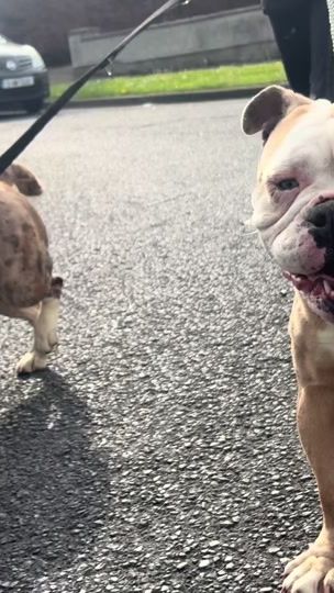 TikTok video thumbnail by bullbreed_central