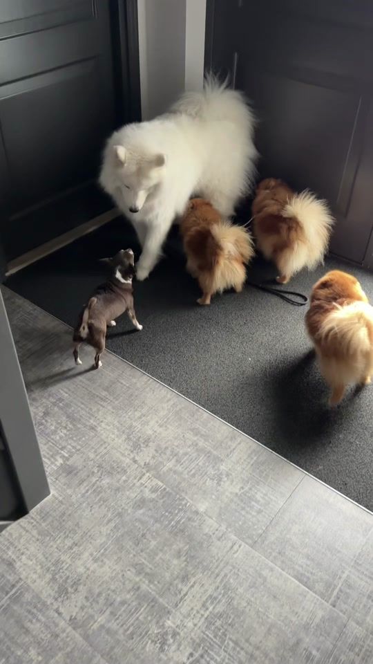 TikTok video thumbnail by pacodehond