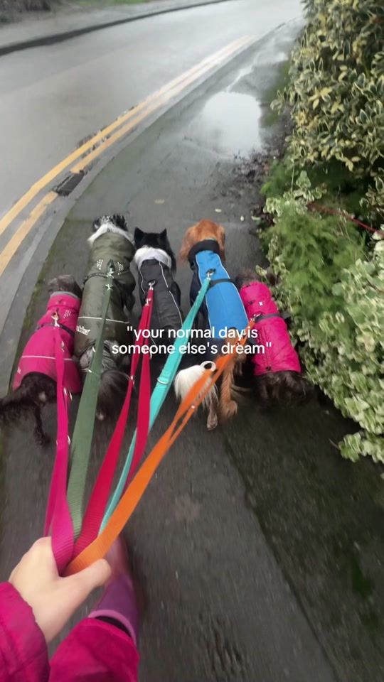 TikTok video thumbnail by agilityrose