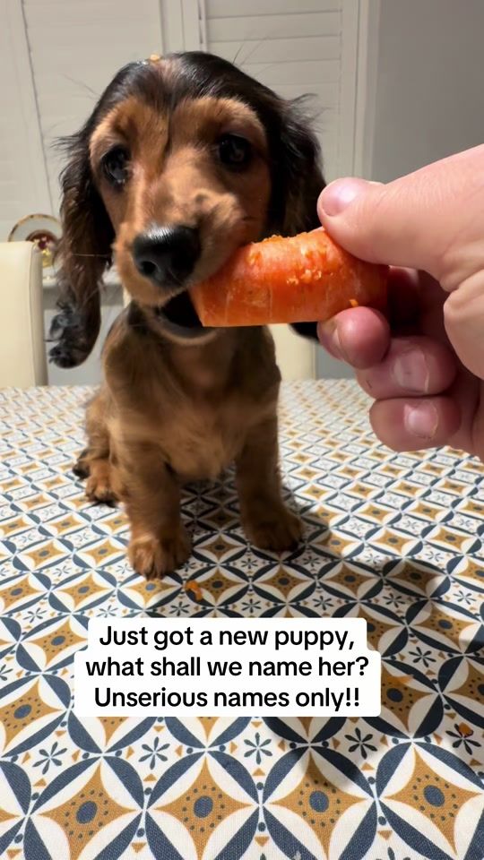 TikTok video thumbnail by 3sausages1lab