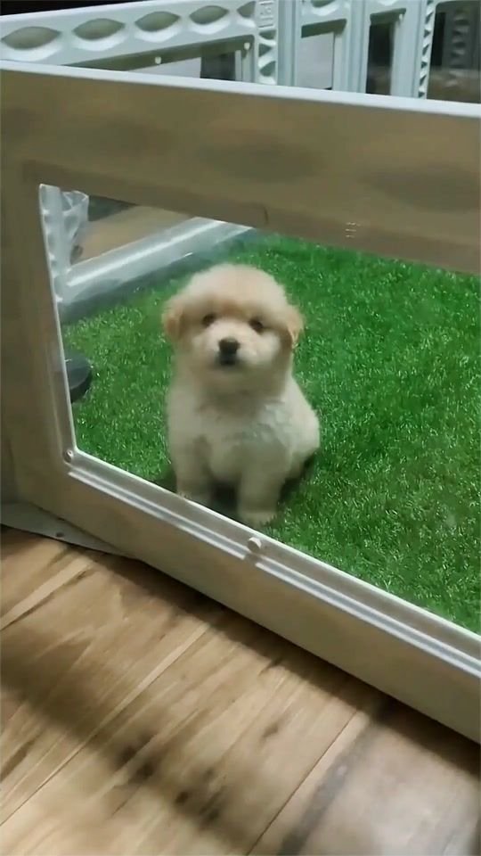 TikTok video thumbnail by bobomao1