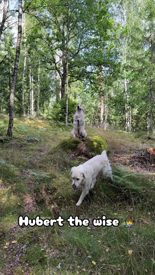 TikTok video thumbnail by hubertthegoldenretriever