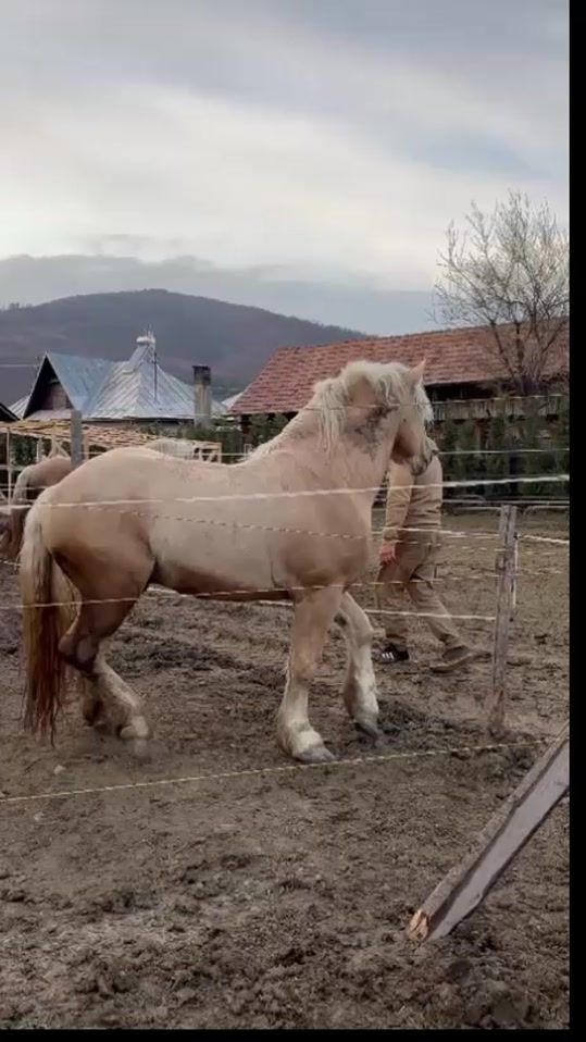 TikTok video thumbnail by cernatgabriel0