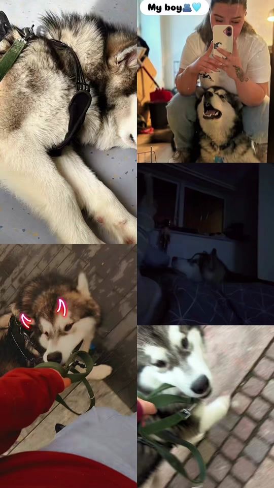 TikTok video thumbnail by laurapetersen5