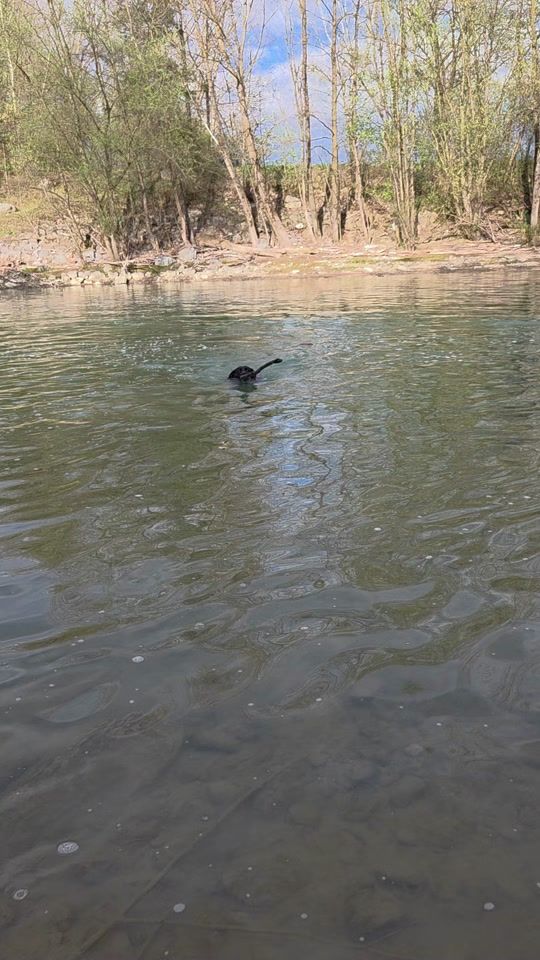 TikTok video thumbnail by lucyblacklabrador