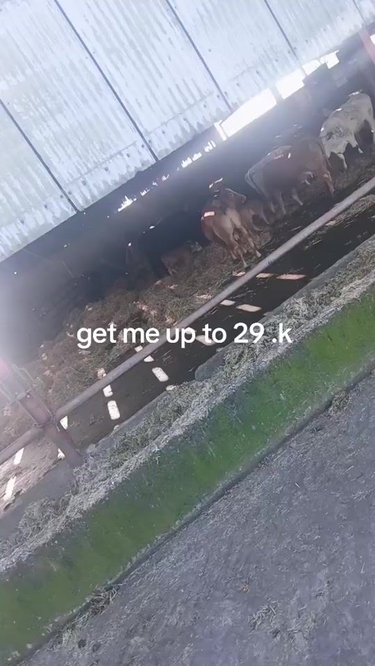 TikTok video thumbnail by williamottley106