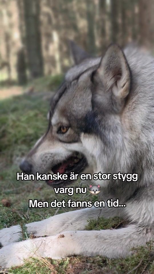 TikTok video thumbnail by jocke_corso_johansson