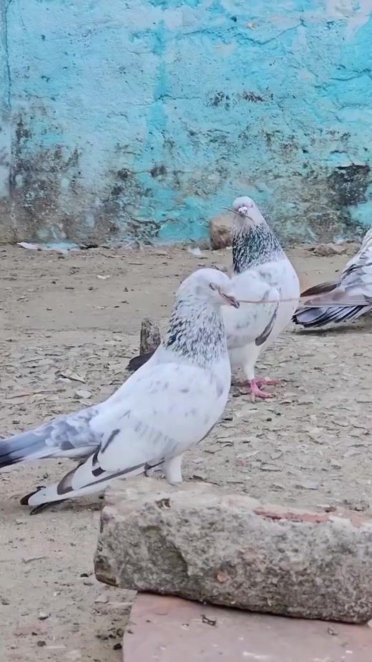 TikTok video thumbnail by ranjha_da_shoq