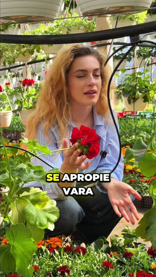 TikTok video thumbnail by costinesti.ro