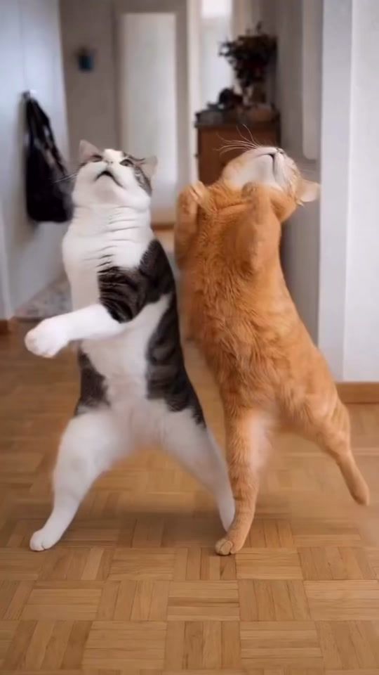 TikTok video thumbnail by userr373627