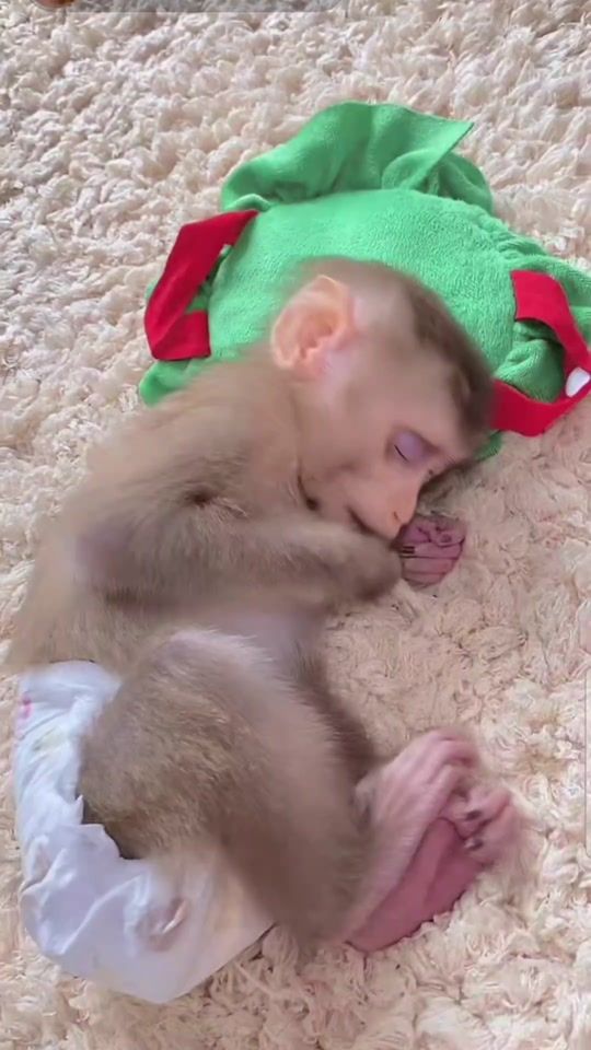 TikTok video thumbnail by tarzandz.monkeymaster