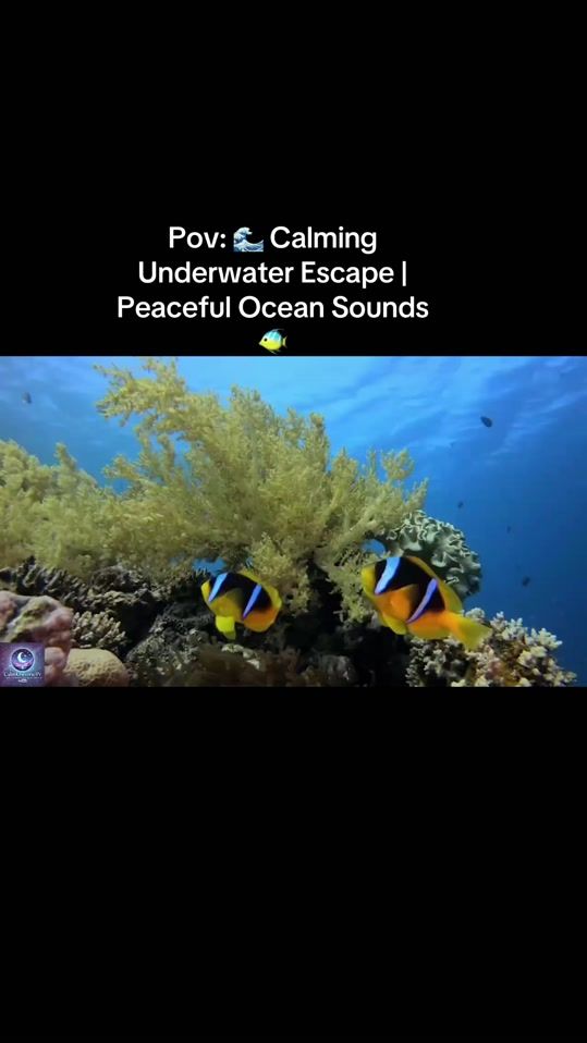TikTok video thumbnail by calmuniversetv1