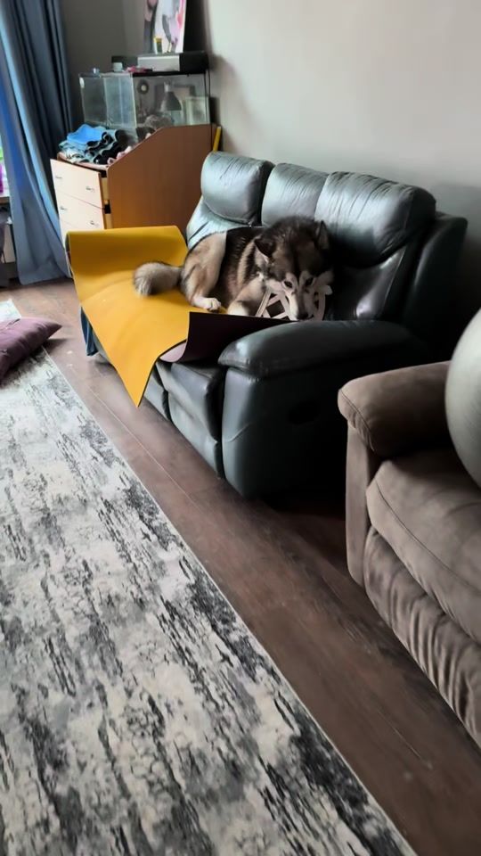 TikTok video thumbnail by luck_luke_balu