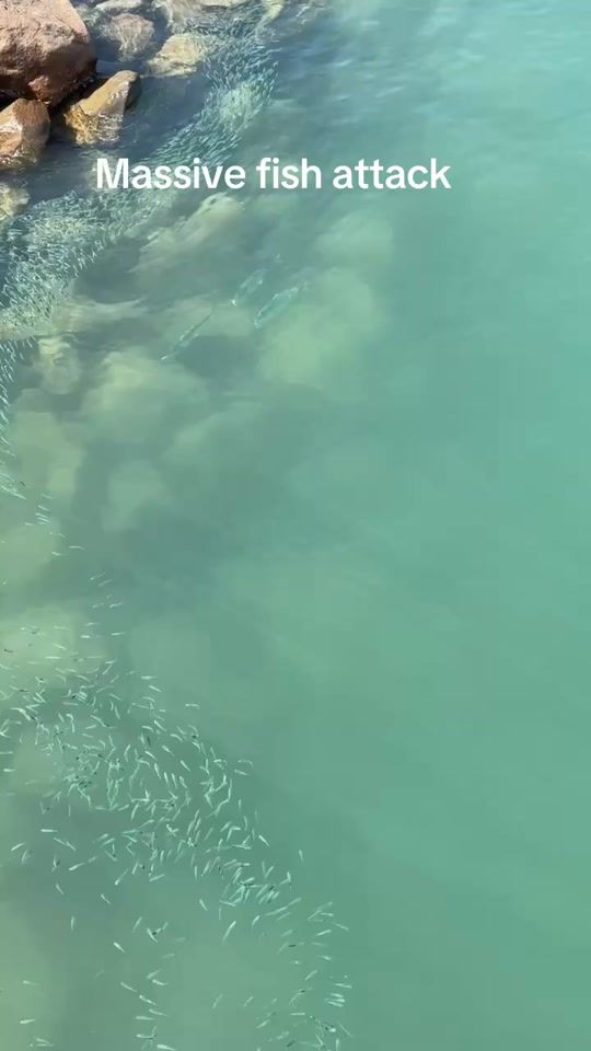 TikTok video thumbnail by cillianfishing