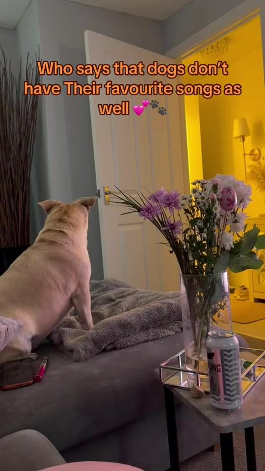 TikTok video thumbnail by bailey_n_hugo