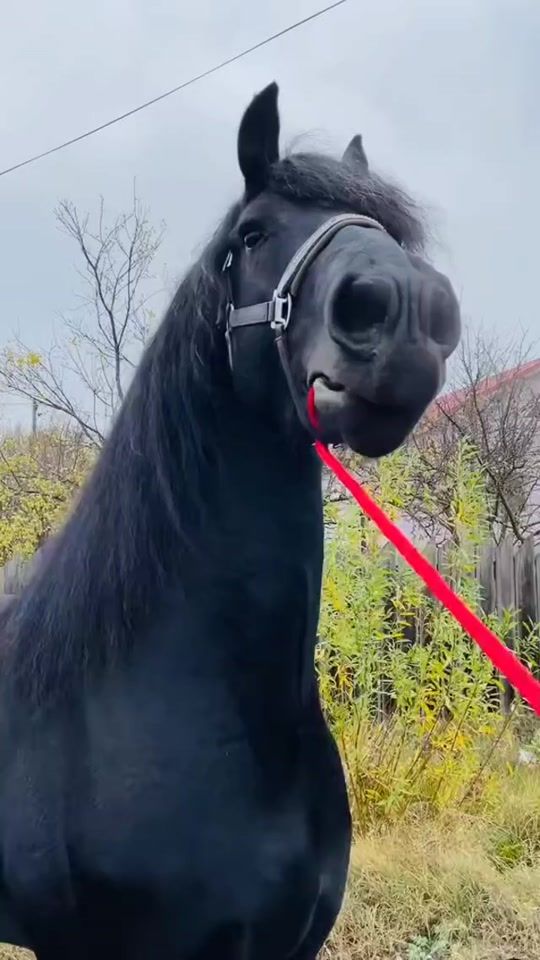TikTok video thumbnail by giulia_giul0