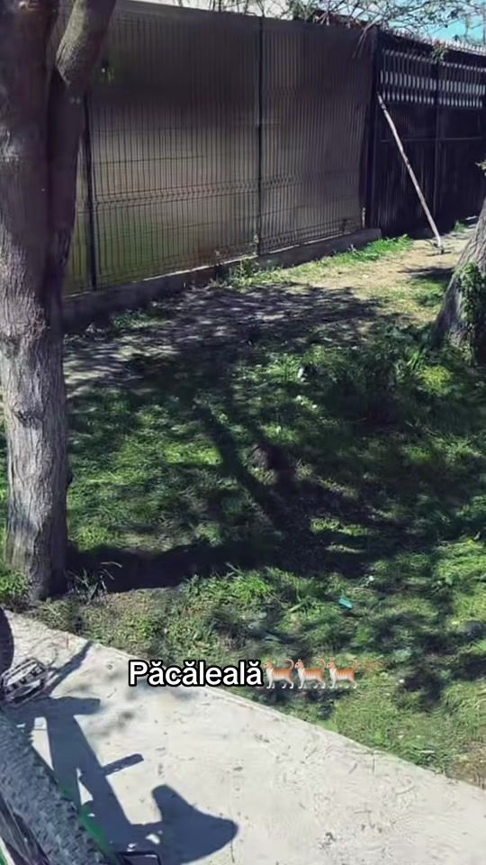 TikTok video thumbnail by orlandogeorgian7