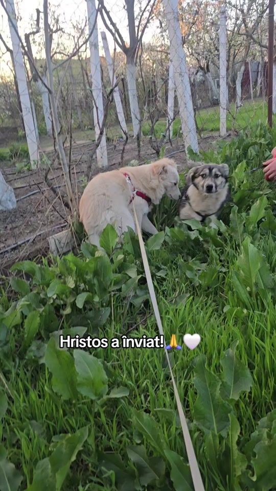 TikTok video thumbnail by viv_aruq