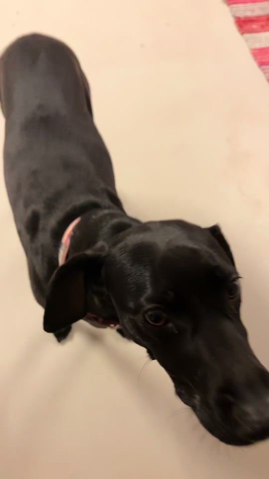 TikTok video thumbnail by koiraparkki
