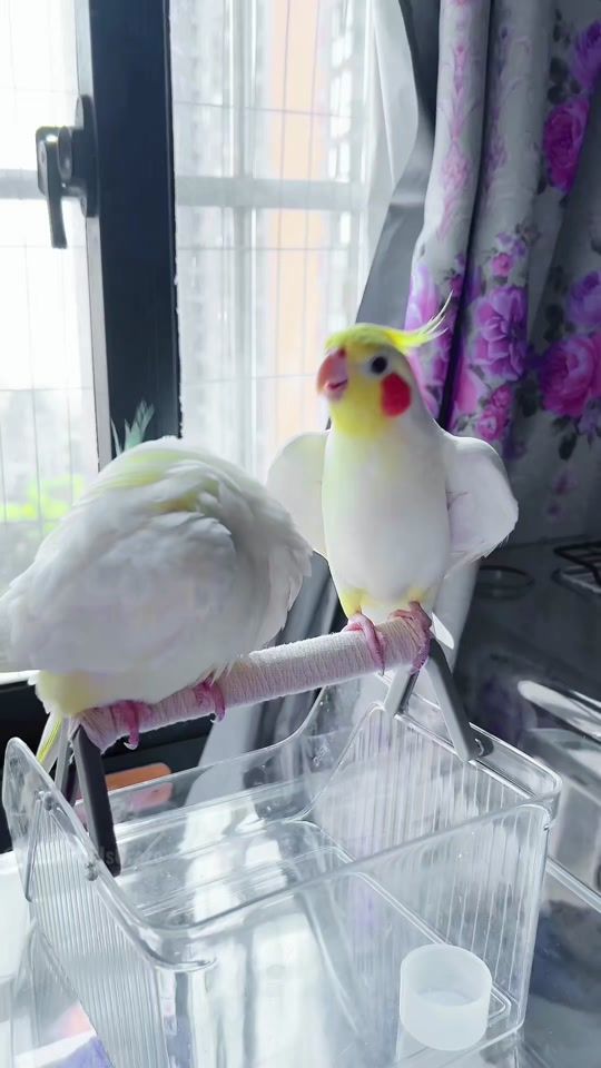 TikTok video thumbnail by cockatiels.craze