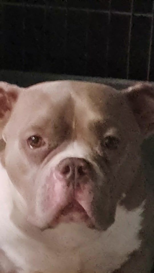 TikTok video thumbnail by team_bullys