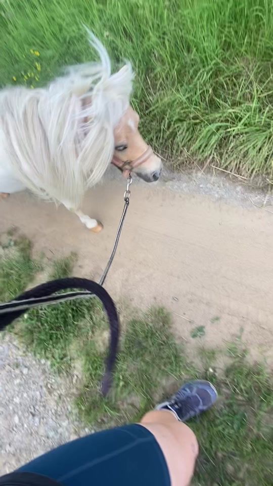 TikTok video thumbnail by ginger.with.pfoert