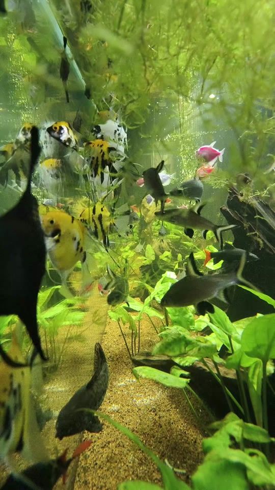 TikTok video thumbnail by aquatictaleswithandrei