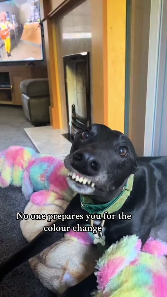 TikTok video thumbnail by goofylenny