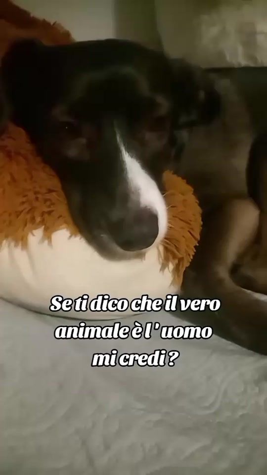 TikTok video thumbnail by chiccoeisuoifratelli