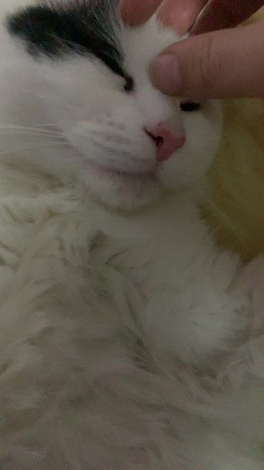 TikTok video thumbnail by oreo.cat29