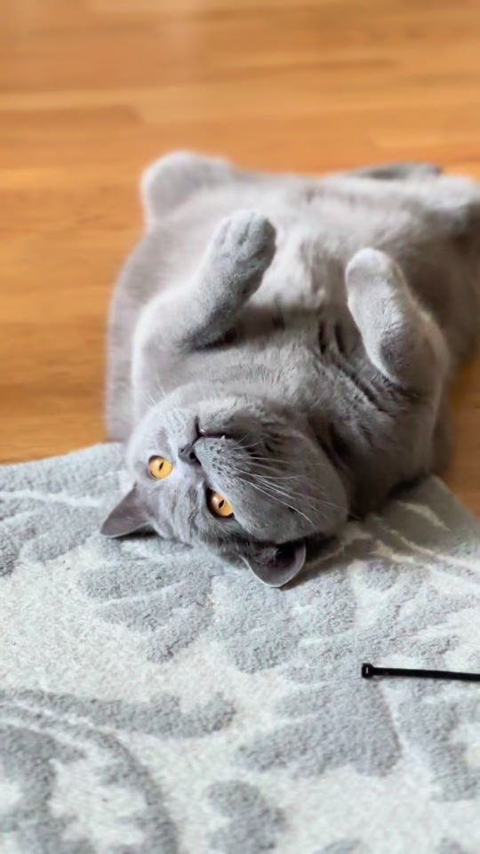 TikTok video thumbnail by max.coco.comedy