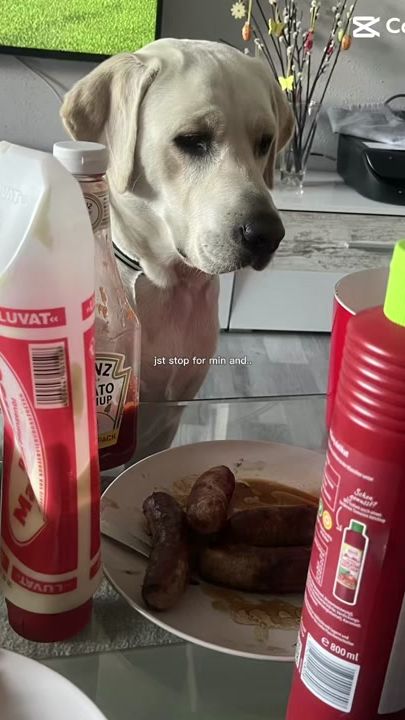 TikTok video thumbnail by rocky_zeus2