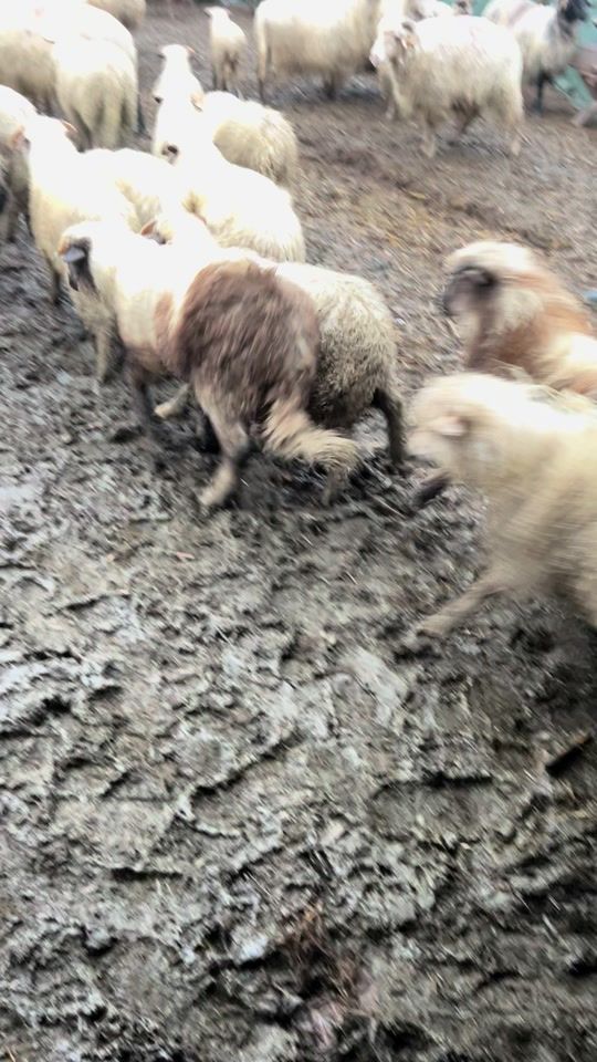 TikTok video thumbnail by denisa.maria16