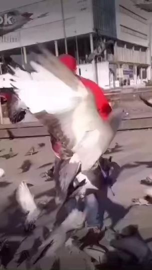 TikTok video thumbnail by aslan.oslo