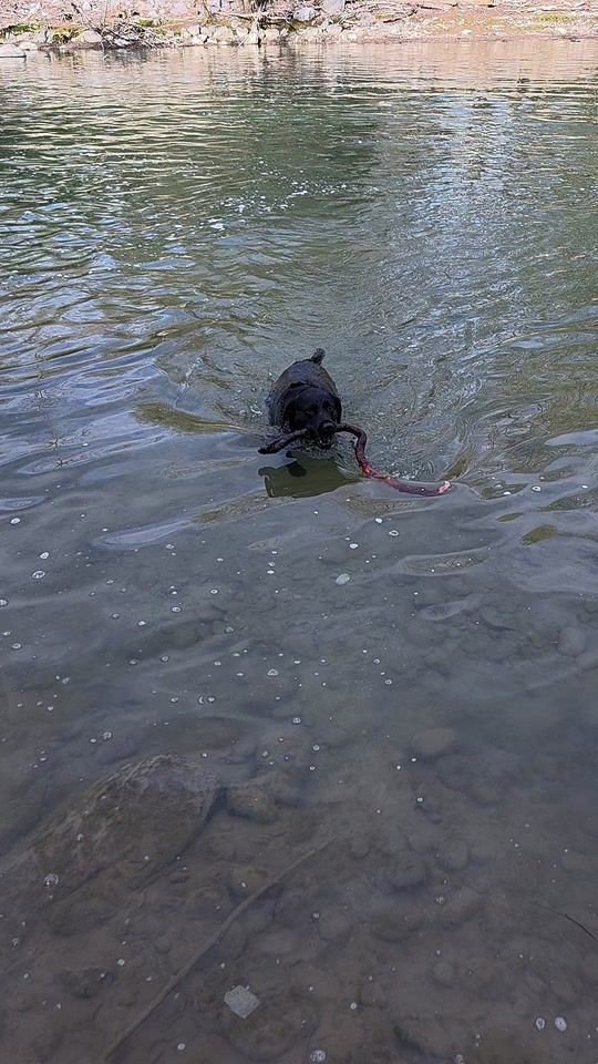 TikTok video thumbnail by lucyblacklabrador