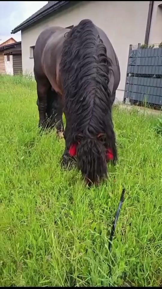 TikTok video thumbnail by criss_aly.22