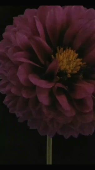 TikTok video thumbnail by prfctpoppii